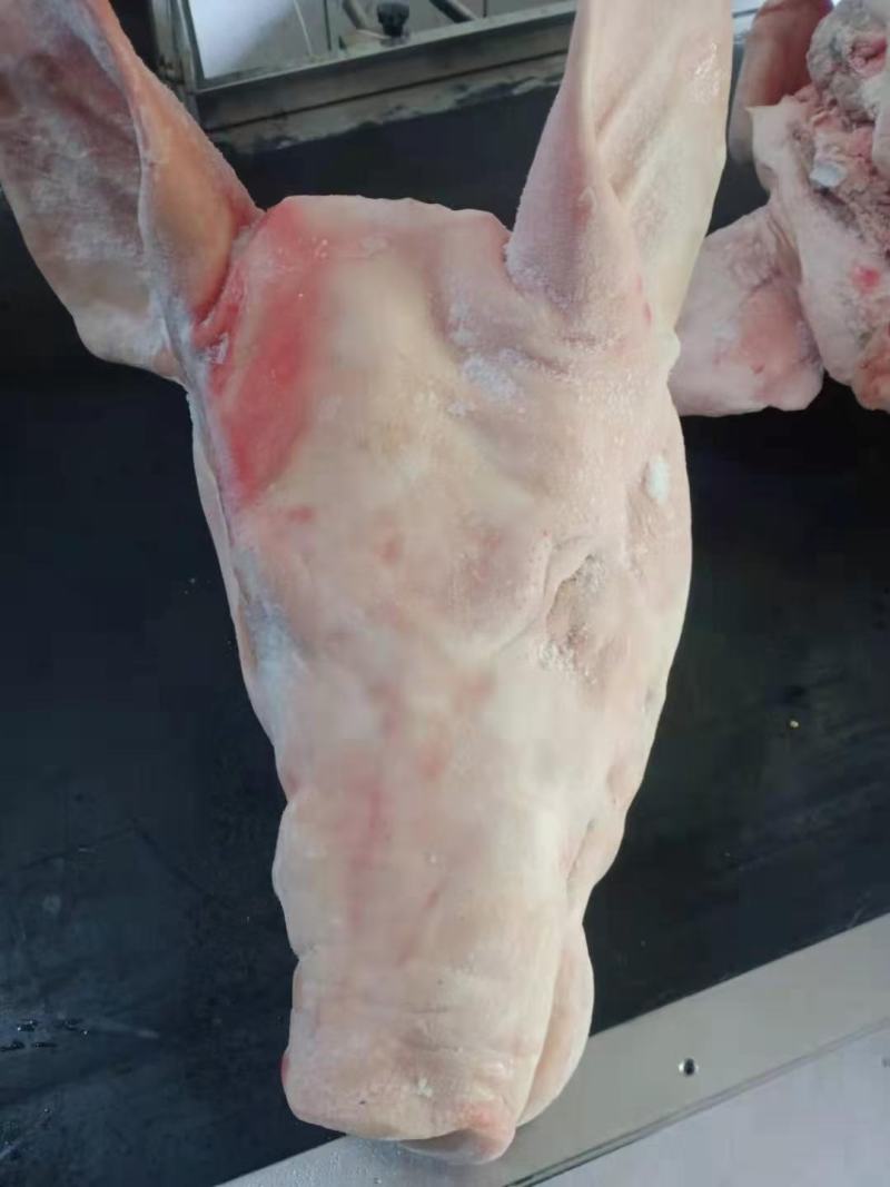 肥猪猪头，标猪猪头，新货，手续齐全，需要的联系