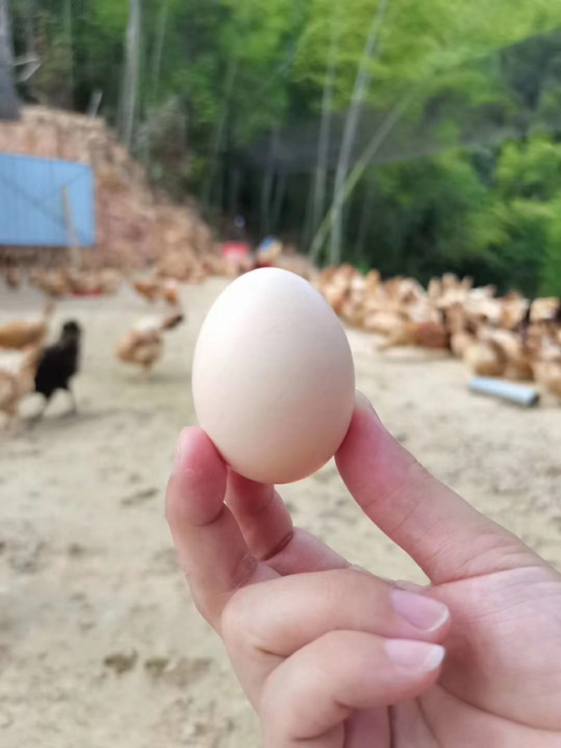 精品双色土鸡蛋全国发货