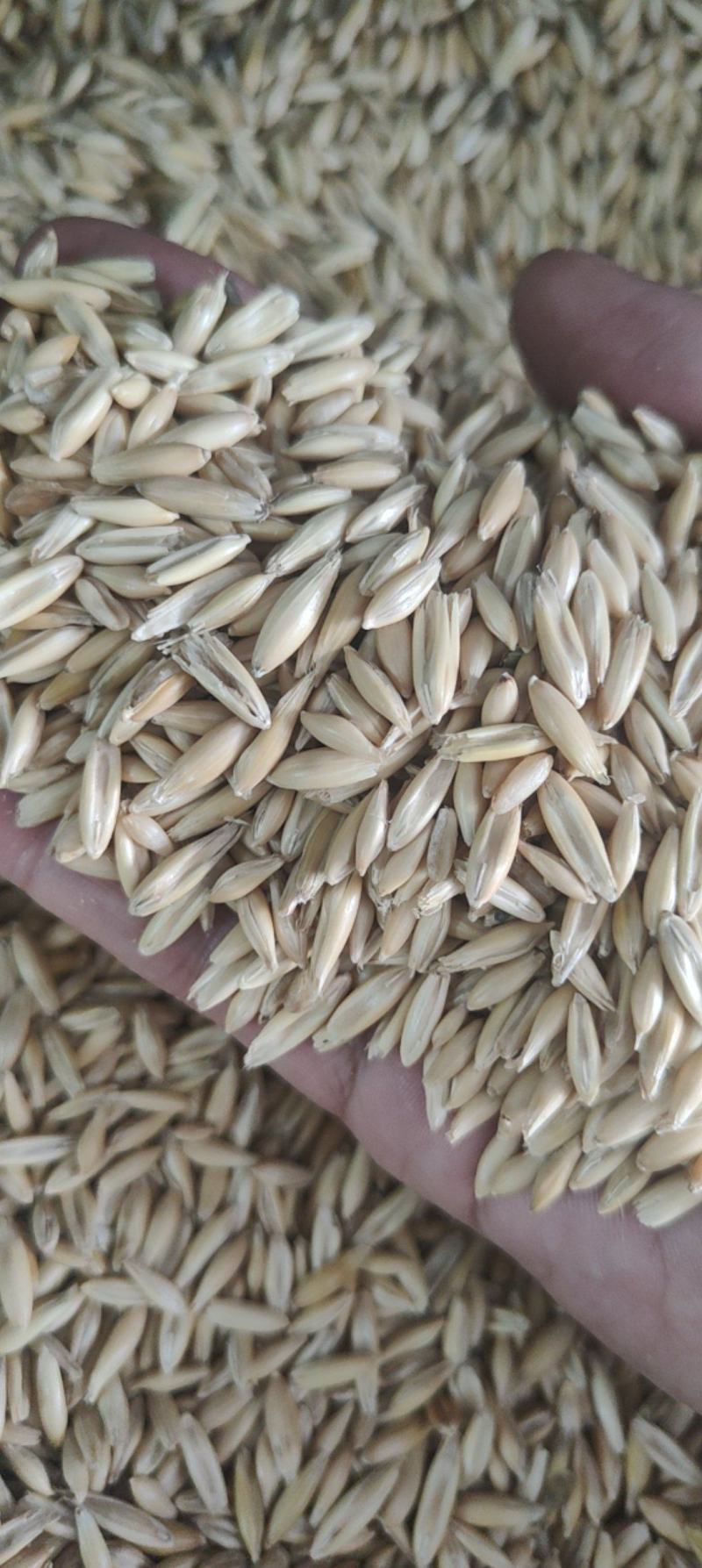 燕麦种子燕麦牧草种子饲料春秋季种植草籽产量高
