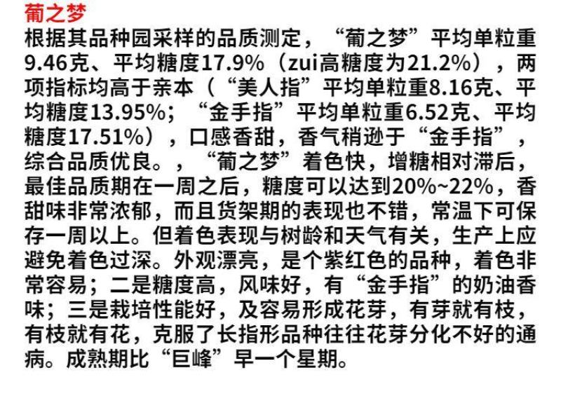 葡之梦葡萄树苖嫁接葡萄苗南北方种植当年结果葡萄树苗