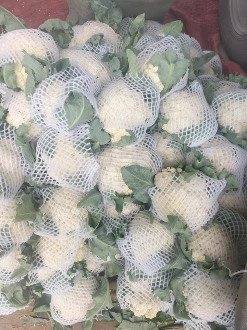 [荐]白面青梗花菜小米粒松花菜菜花散花欢迎来电