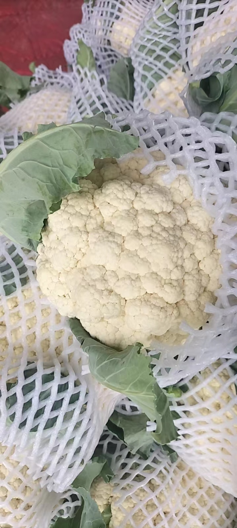 [荐]白面青梗花菜小米粒松花菜菜花散花欢迎来电