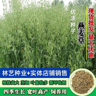 燕麦种子燕麦牧草种子饲料春秋季种植草籽产量高