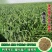 燕麦种子燕麦牧草种子饲料春秋季种植草籽产量高