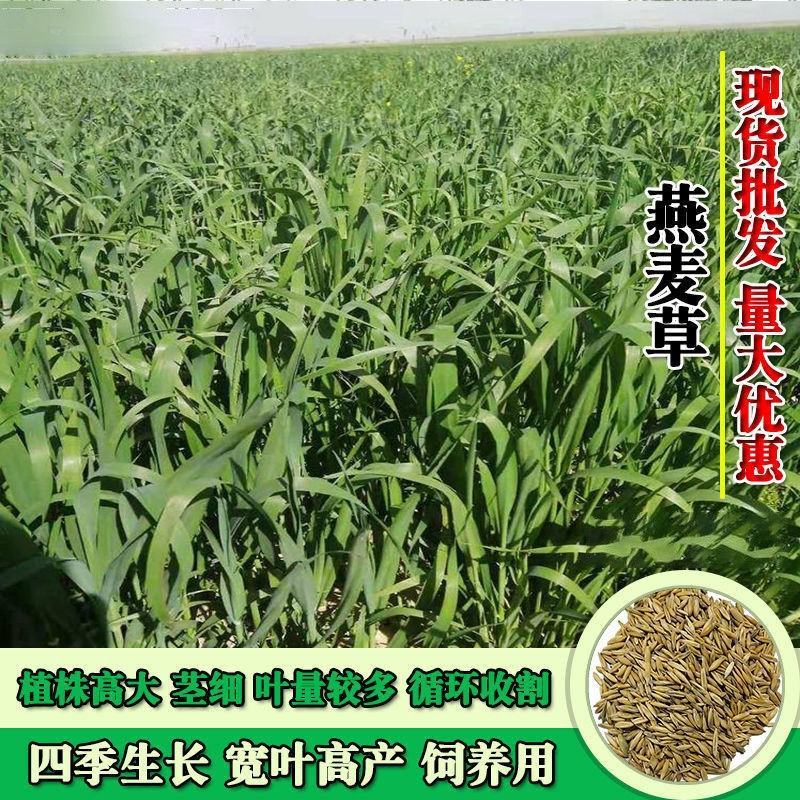 燕麦种子燕麦牧草种子饲料春秋季种植草籽产量高