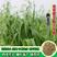 燕麦种子燕麦牧草种子饲料春秋季种植草籽产量高