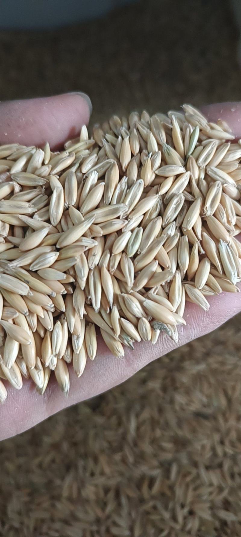 燕麦种子边锋燕麦草种子高产优质牧草种子饲用包邮发芽