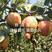 早酥红梨嫁接梨树苗南北方种植包成活当年结果梨子果苗