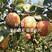 早酥红梨嫁接梨树苗南北方种植包成活当年结果梨子果苗