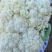 菜花河北唐山有机菜花，菜花河北唐山冷库设施齐全