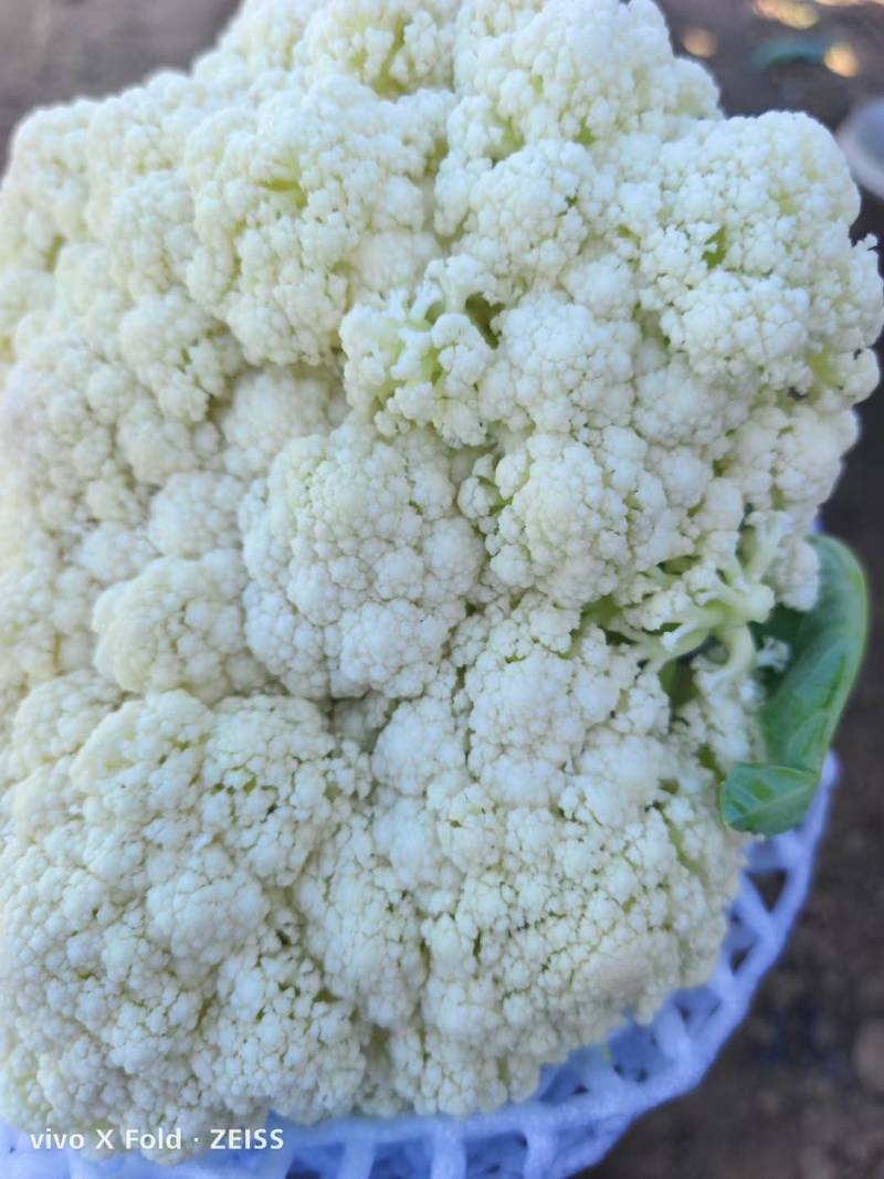菜花河北唐山有机菜花，菜花河北唐山冷库设施齐全