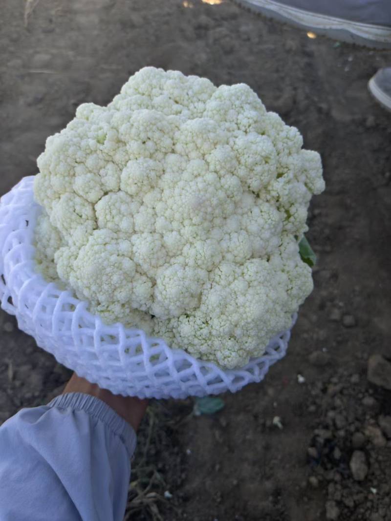 菜花河北唐山有机菜花，菜花河北唐山冷库设施齐全