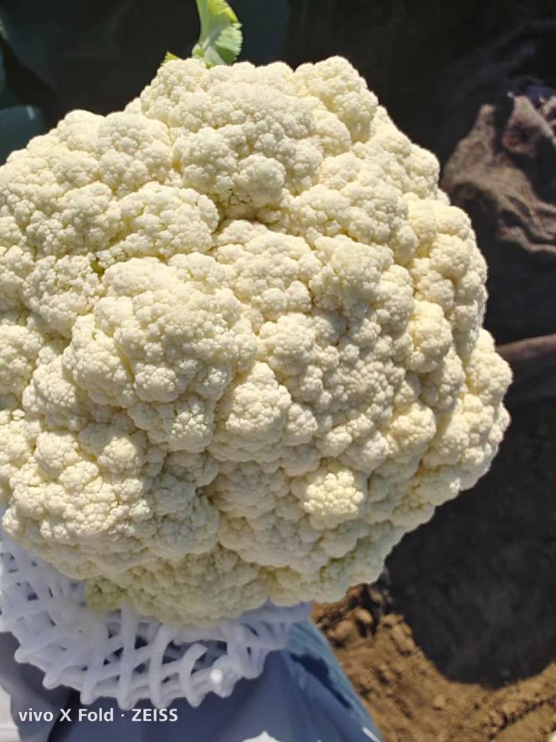 菜花河北唐山有机菜花，菜花河北唐山冷库设施齐全