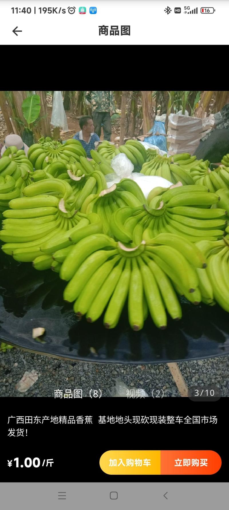 香蕉常年产地供应————————————