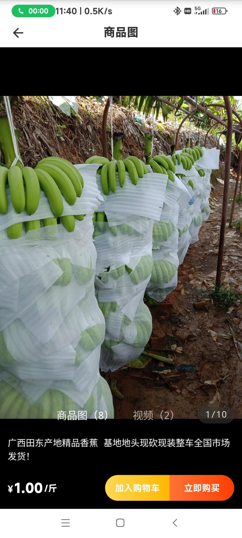 香蕉常年产地供应————————————
