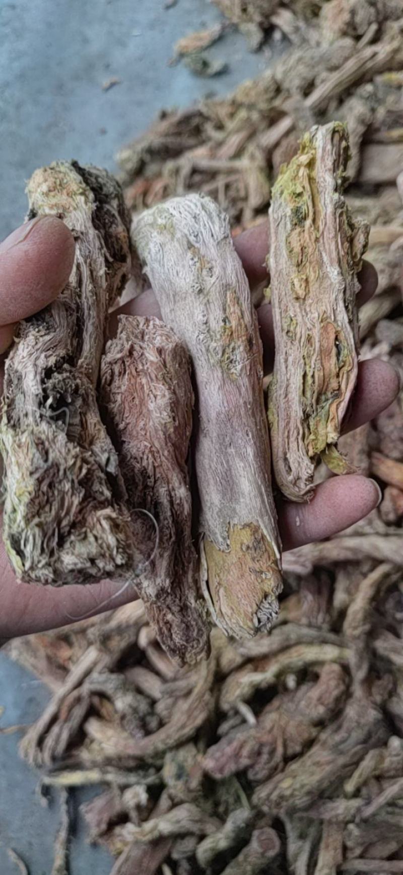 去皮红景天枯蕊