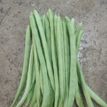 小金豆