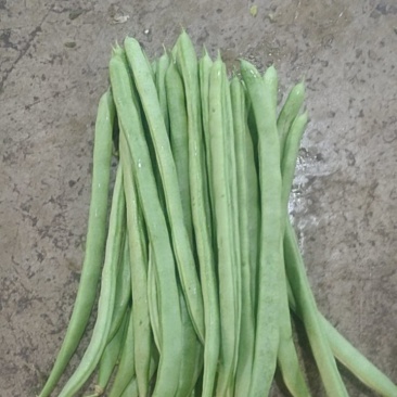 小金豆