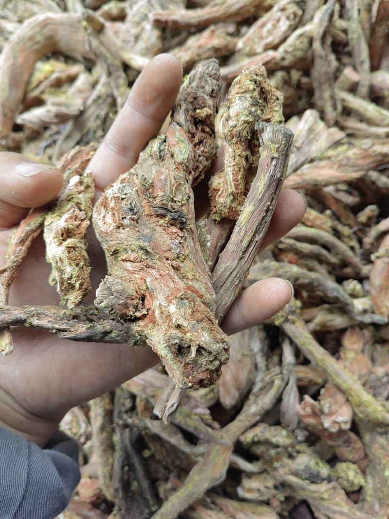 去皮红景天枯蕊