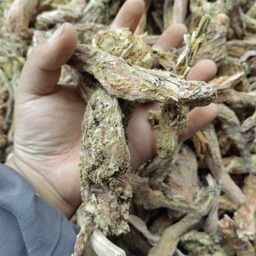 去皮红景天枯蕊