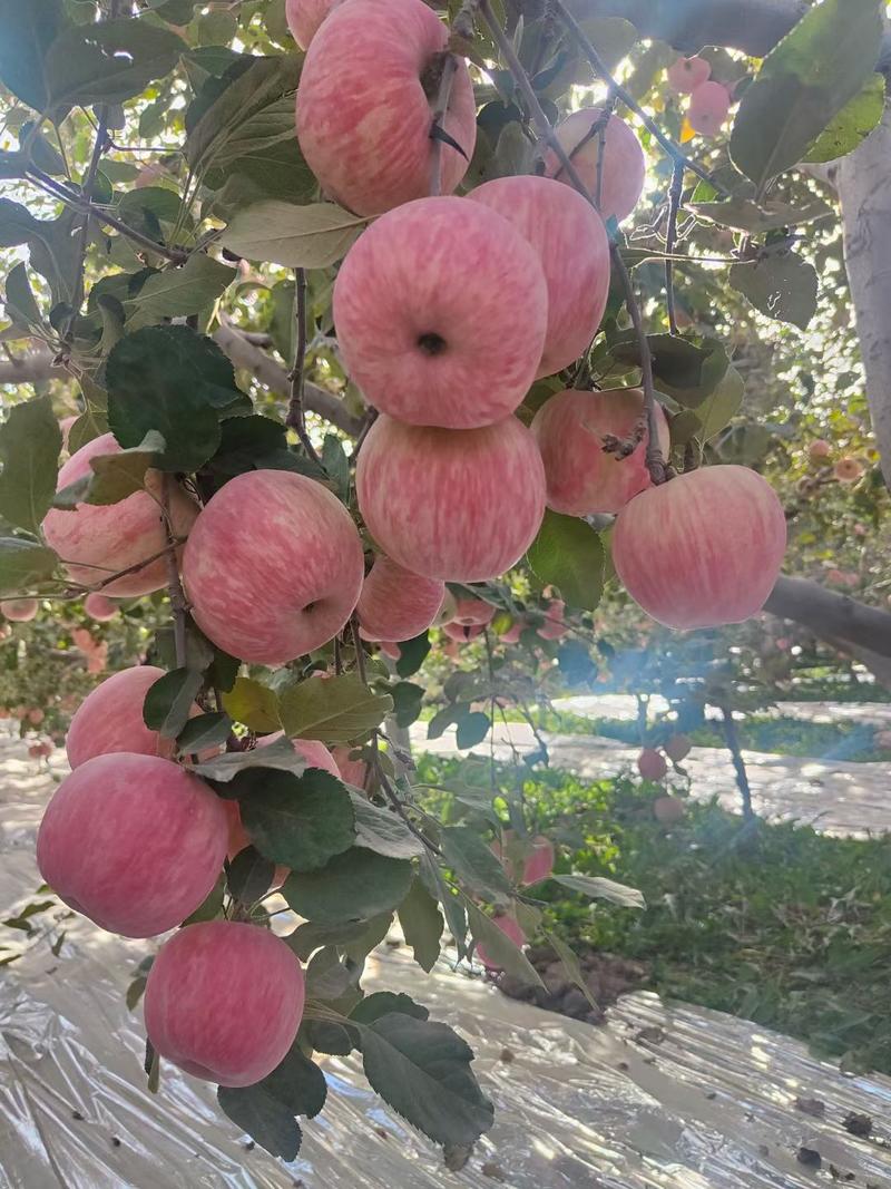 本人常年在新疆阿克苏专业代收，代发，红旗坡冰糖心苹果
