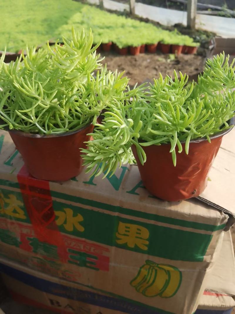 双色盆黄金条，又名金叶佛甲草