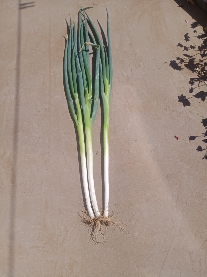 长白大葱