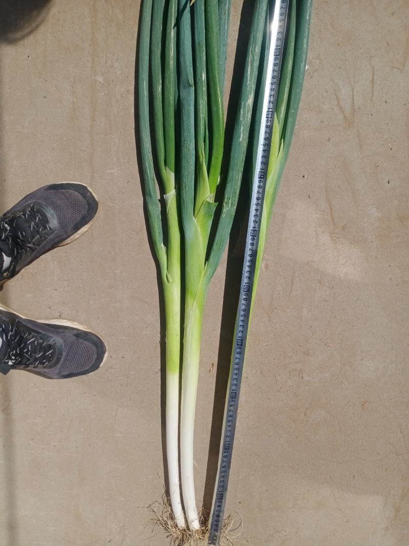 长白大葱