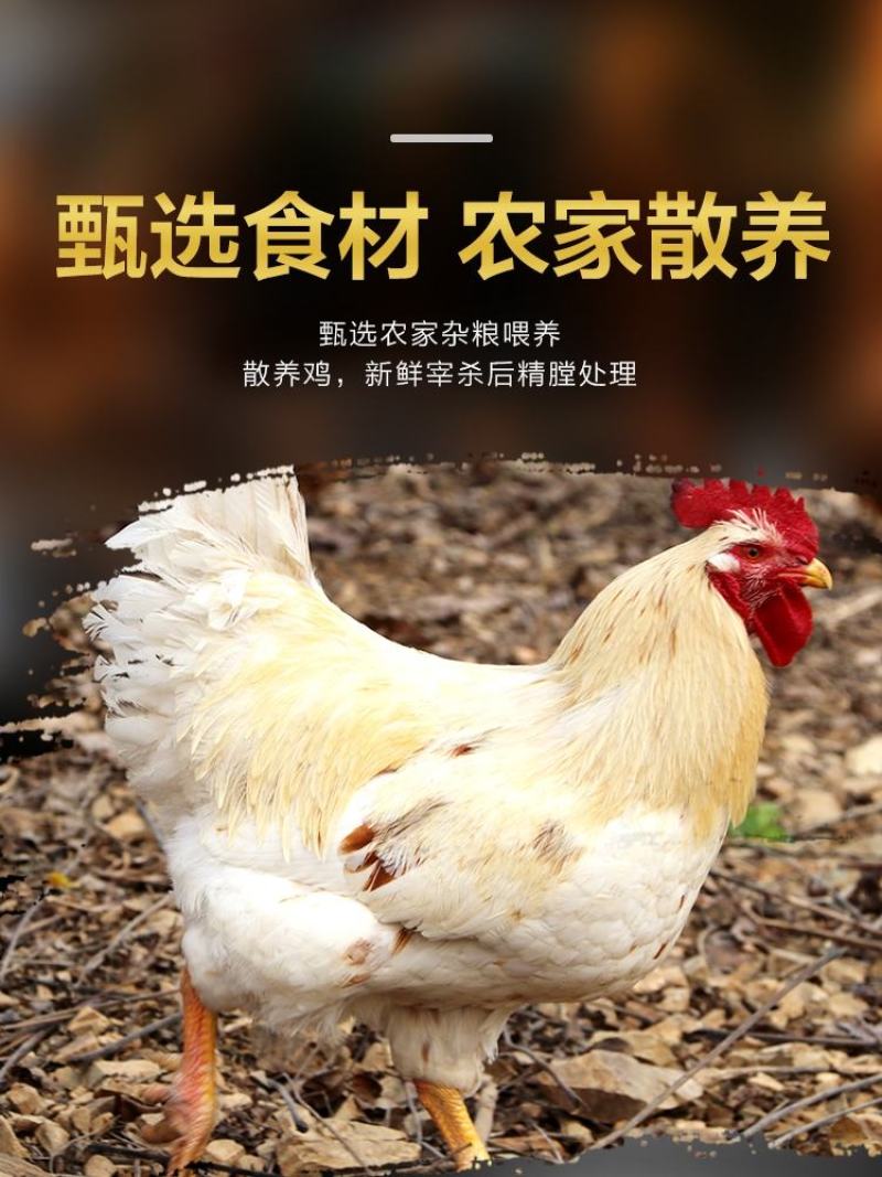 德州扒鸡德州五香扒鸡下酒菜麻辣五香