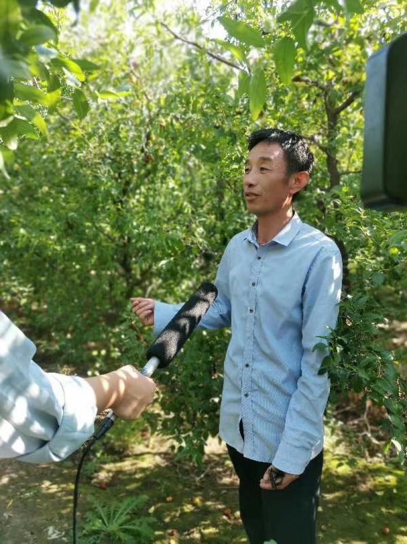 葫芦（福禄）枣，寓意美好。精品果，外形美观，口感脆甜