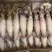 鲜活冷冻大海兔笔管鱼籽乌鱿鱼仔海捕小鱿鱼墨鱼烧烤食材
