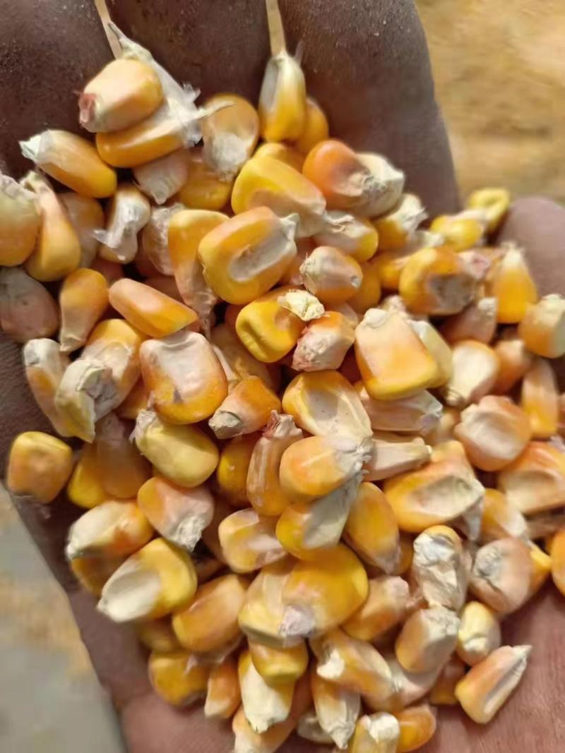 玉米玉米大量上市中，物美价廉，产地直发品质保证。
