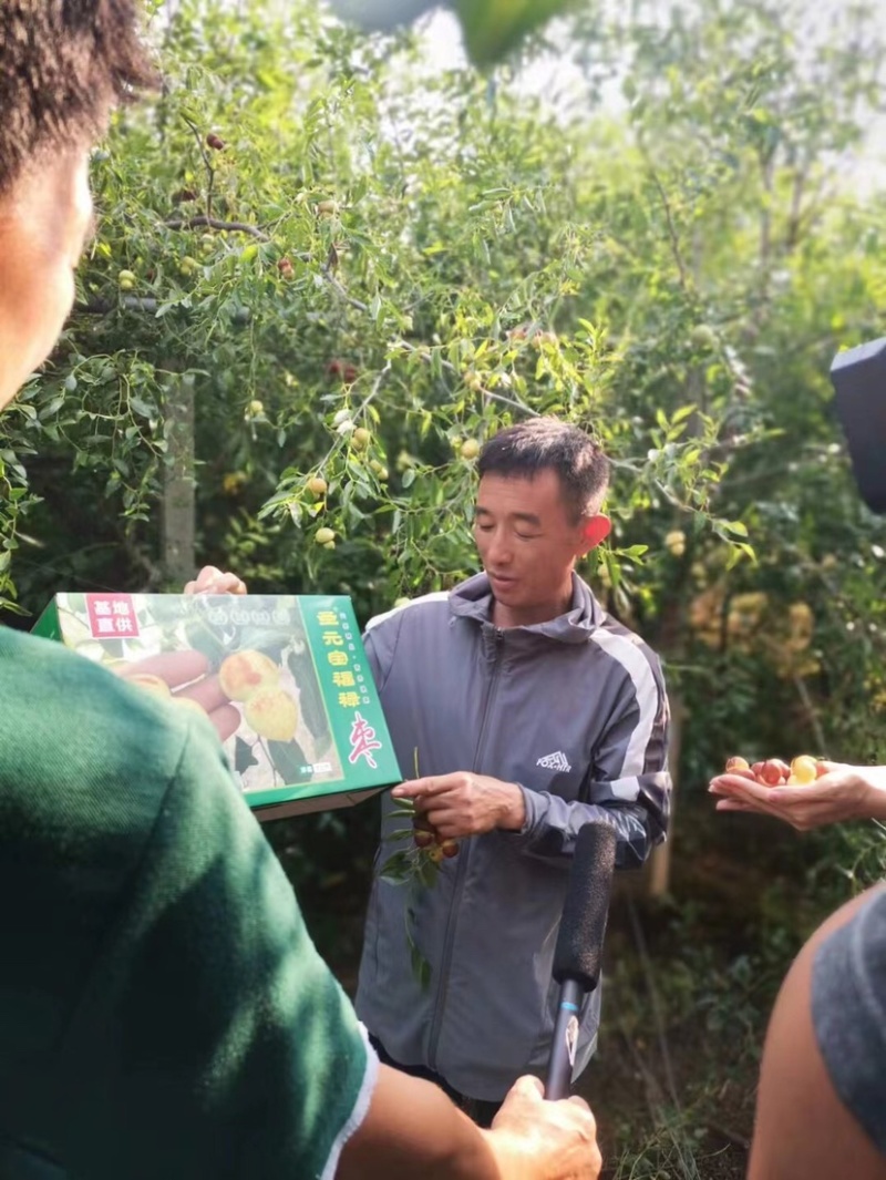 枣树苗，福禄枣树苗葫芦枣自家基地各种规格