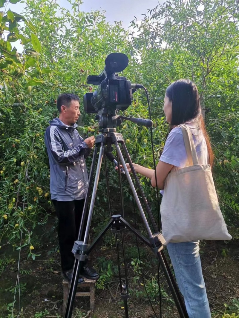 枣树苗，福禄枣树苗葫芦枣自家基地各种规格