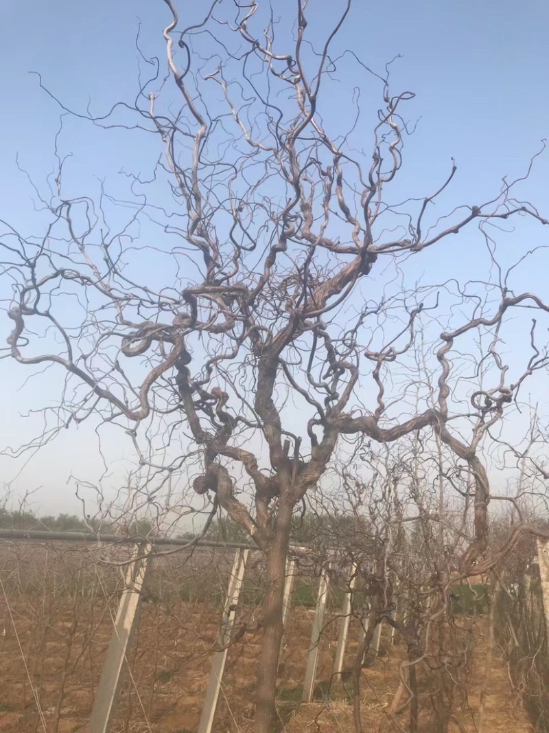 枣树苗，福禄枣树苗葫芦枣自家基地各种规格