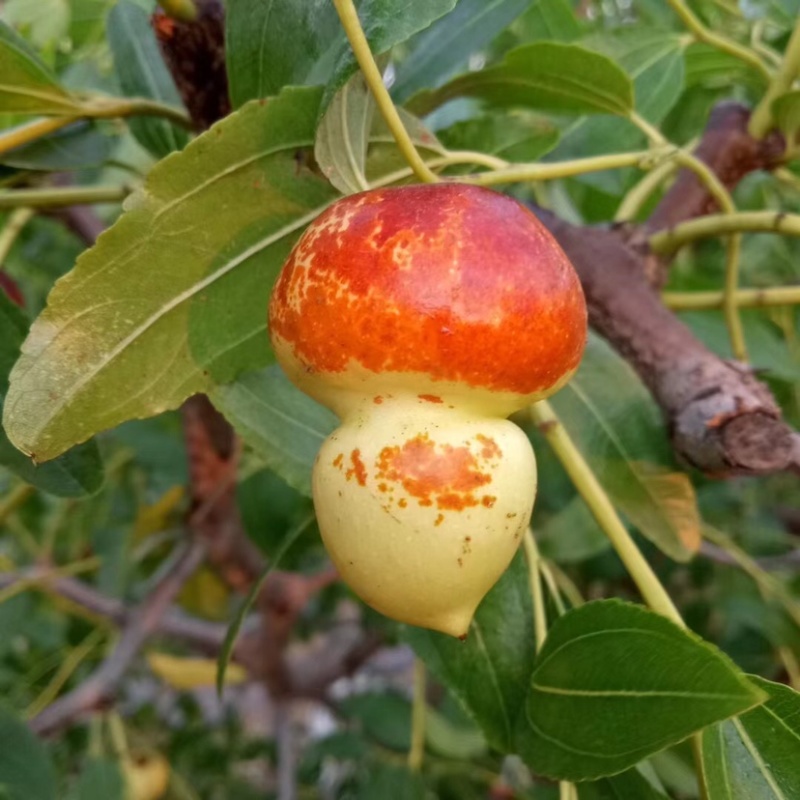 枣树苗，福禄枣树苗葫芦枣自家基地各种规格