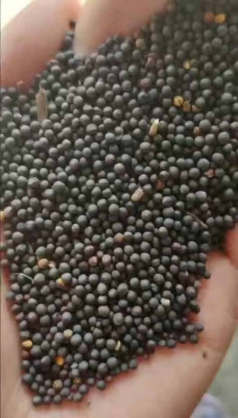 菜籽菜籽长期有货，物美价廉，产地直发。