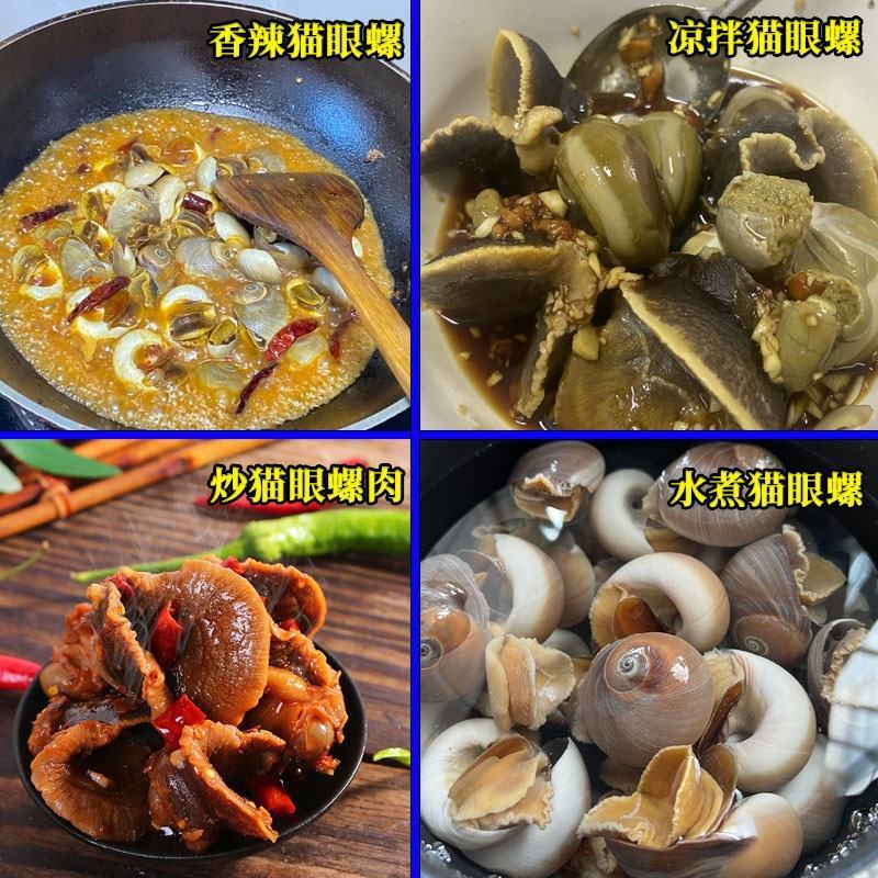 鲜活沙螺新鲜大沙螺香螺猫眼螺肚脐螺扁玉螺海鲜水产贝类