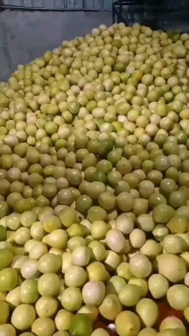 【推荐】湖北精品白心柚，柚子大量有货皮薄味甜欢迎订购