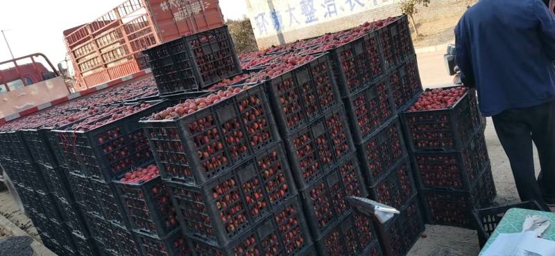 大金星山楂上市中罐头果，打浆果，商品果大量上市中有需要的