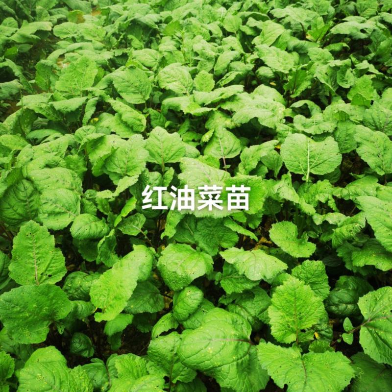 红油菜种苗，红菜苔苗，棒棒青苗，莴笋青苗大白菜苗
