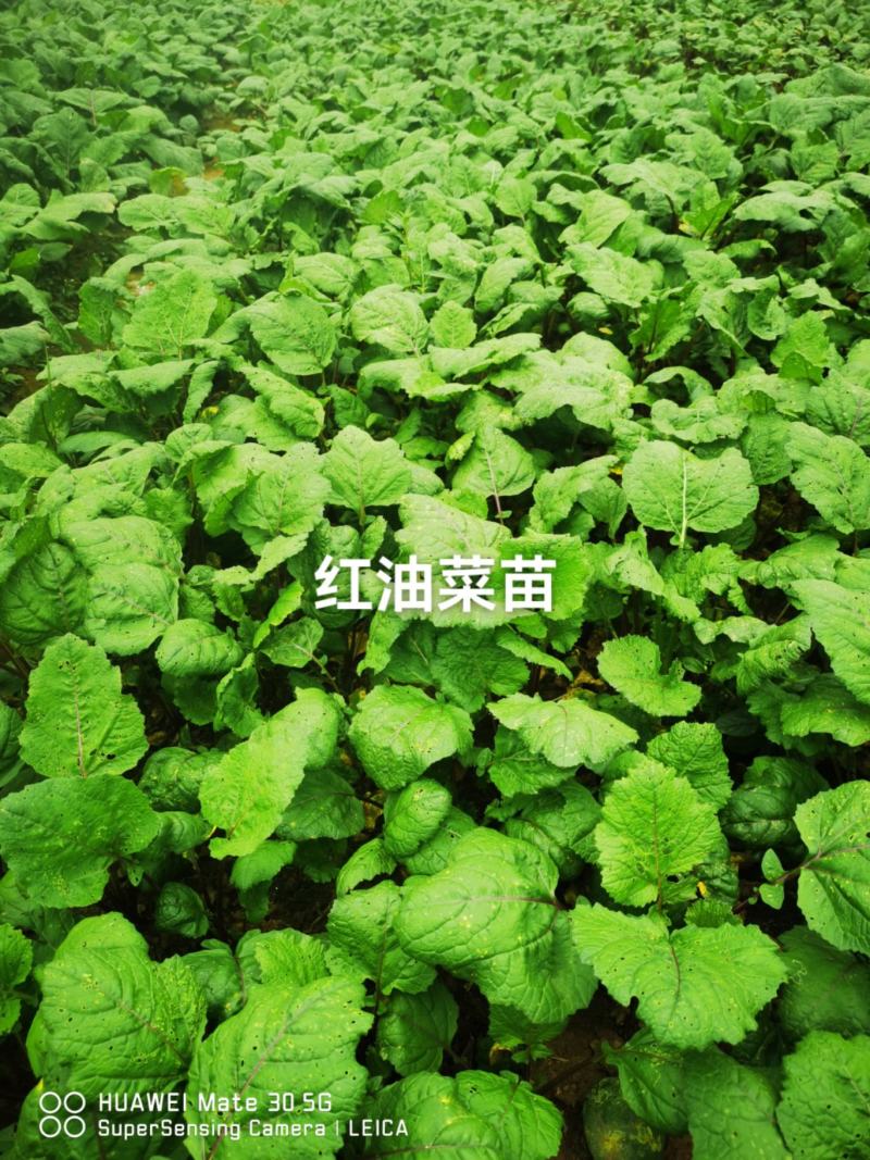 红油菜种苗，红菜苔苗，棒棒青苗，莴笋青苗大白菜苗