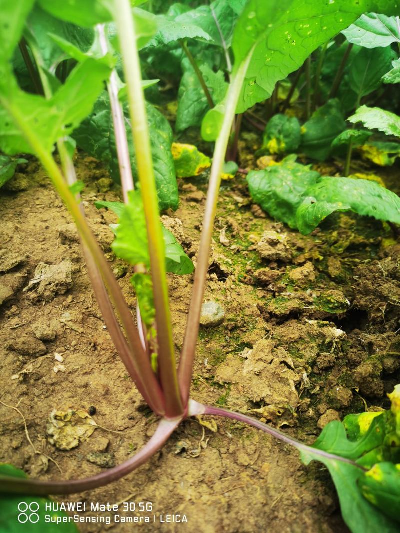 红油菜种苗，红菜苔苗，棒棒青苗，莴笋青苗大白菜苗