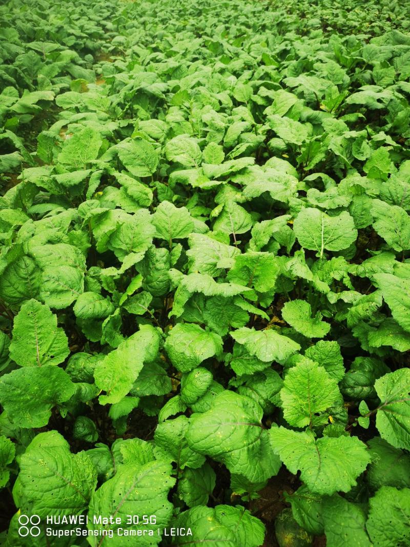 红油菜种苗，红菜苔苗，棒棒青苗，莴笋青苗大白菜苗
