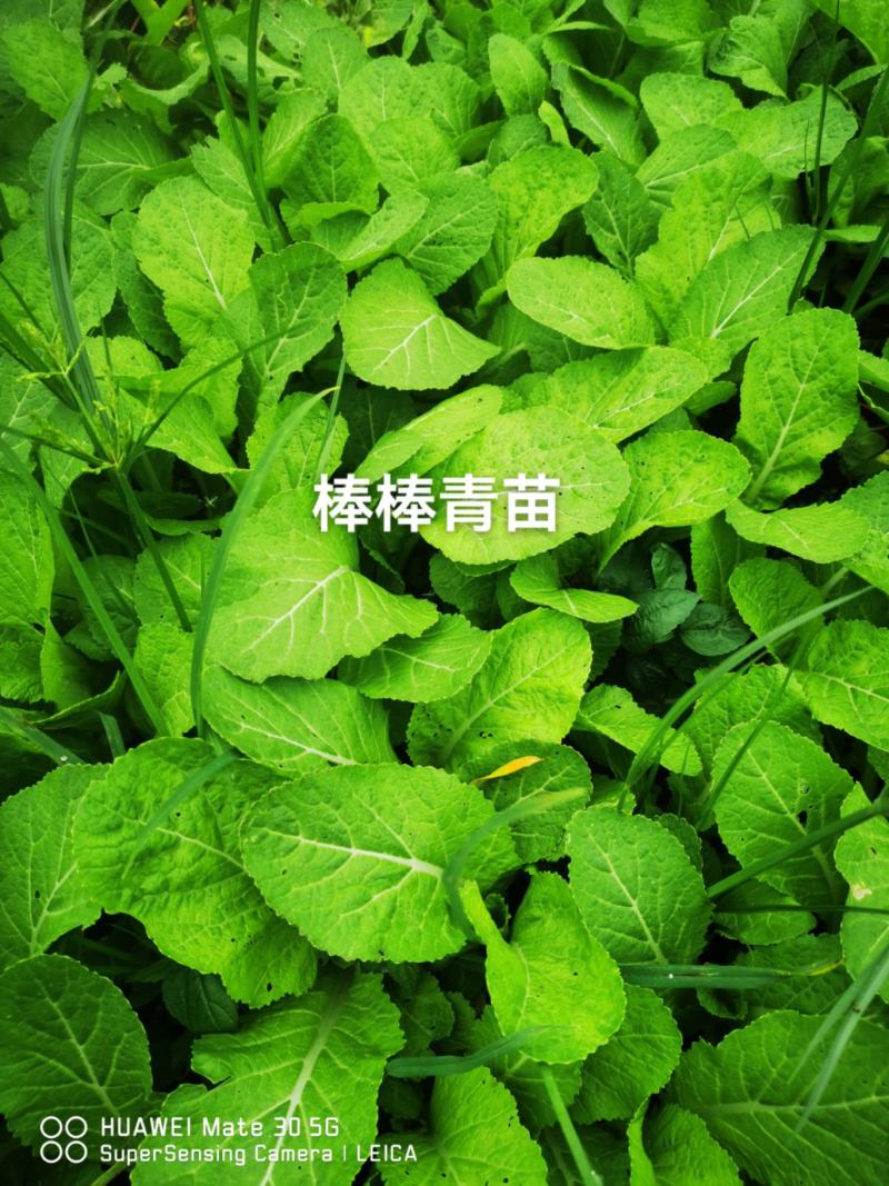 红油菜种苗，红菜苔苗，棒棒青苗，莴笋青苗大白菜苗