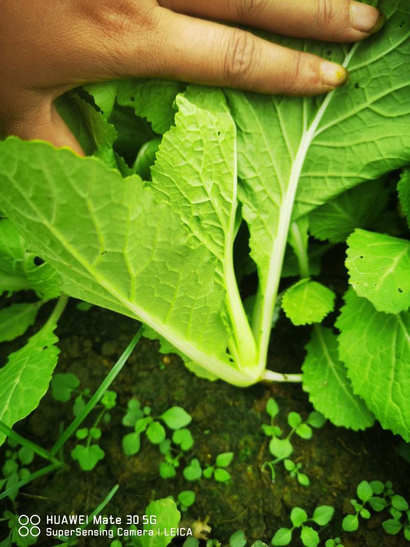 红油菜种苗，红菜苔苗，棒棒青苗，莴笋青苗大白菜苗