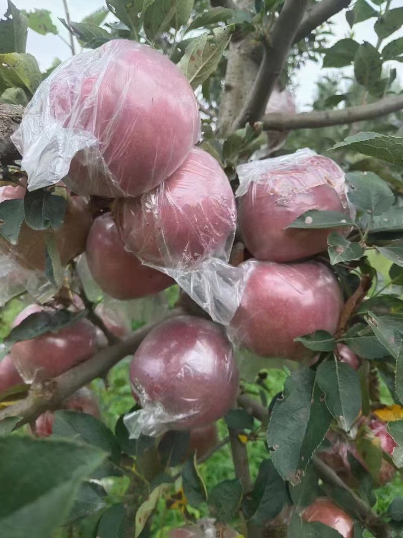 山东早熟膜袋红富士苹果种植基地，大量上市中，口感脆甜