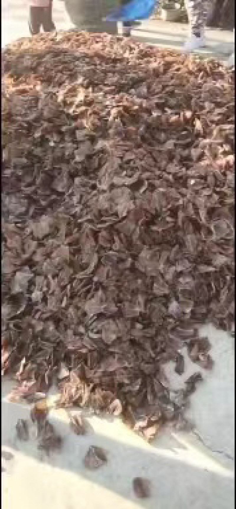 鱿鱼干，火箭鱼原料，各种现货！！！！！！！