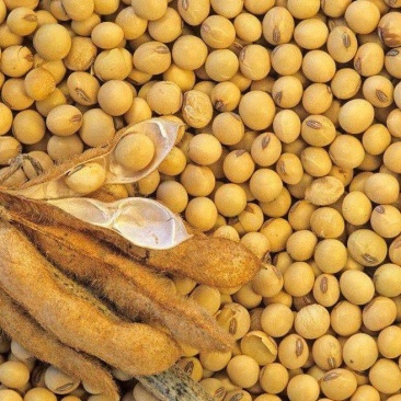 供应美国非转基因大豆现货