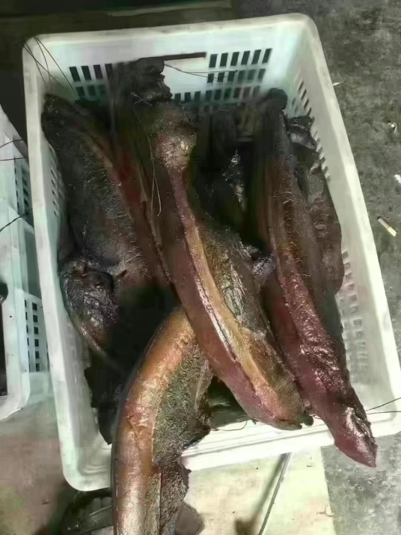 烟熏全干二刀腊肉（量大从优，厂家一手货源）